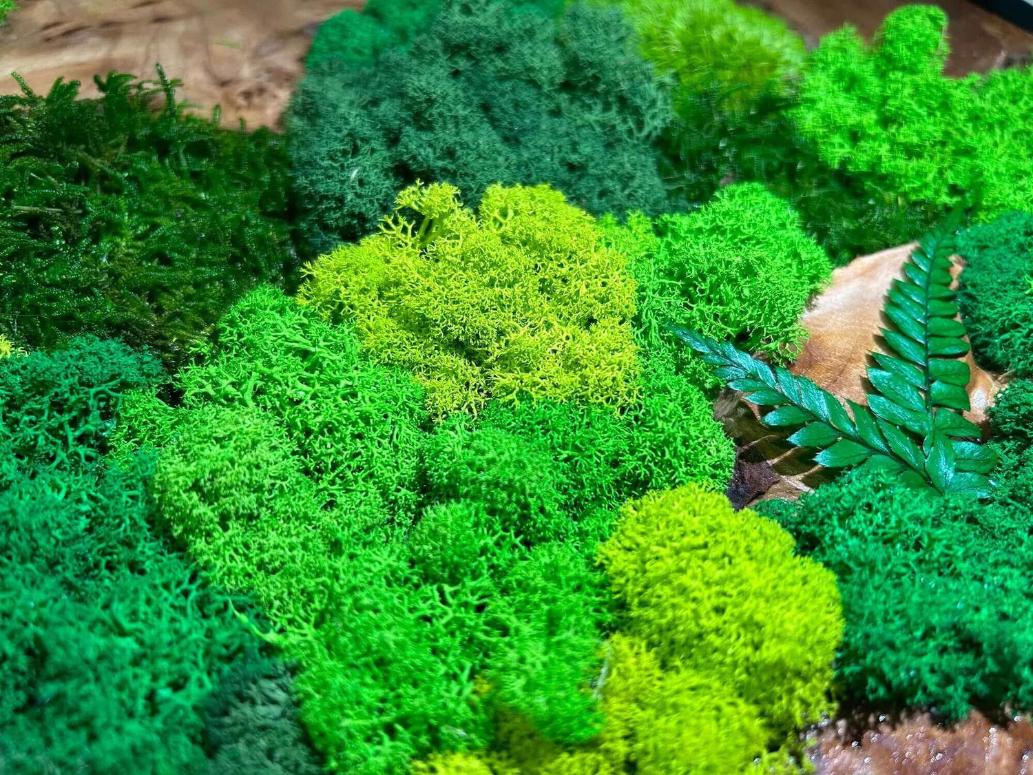 Close-Up of Preserved Moss and Fern Leaf on Cedar Wood Moss Wall Art