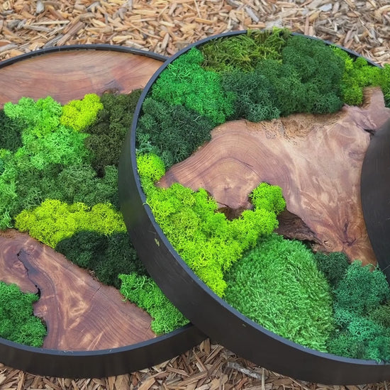 Video showcasing three cedar wood and moss wall art pieces laying side-by-side on a floor with wood chips. 