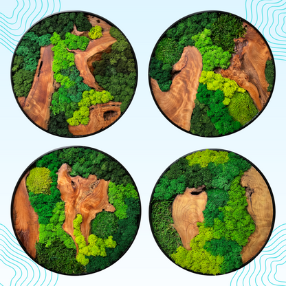 Trio of 12x12" & 16x16" Round Cedar Wood Moss Wall Art Pieces Displayed on Light Blue Wall