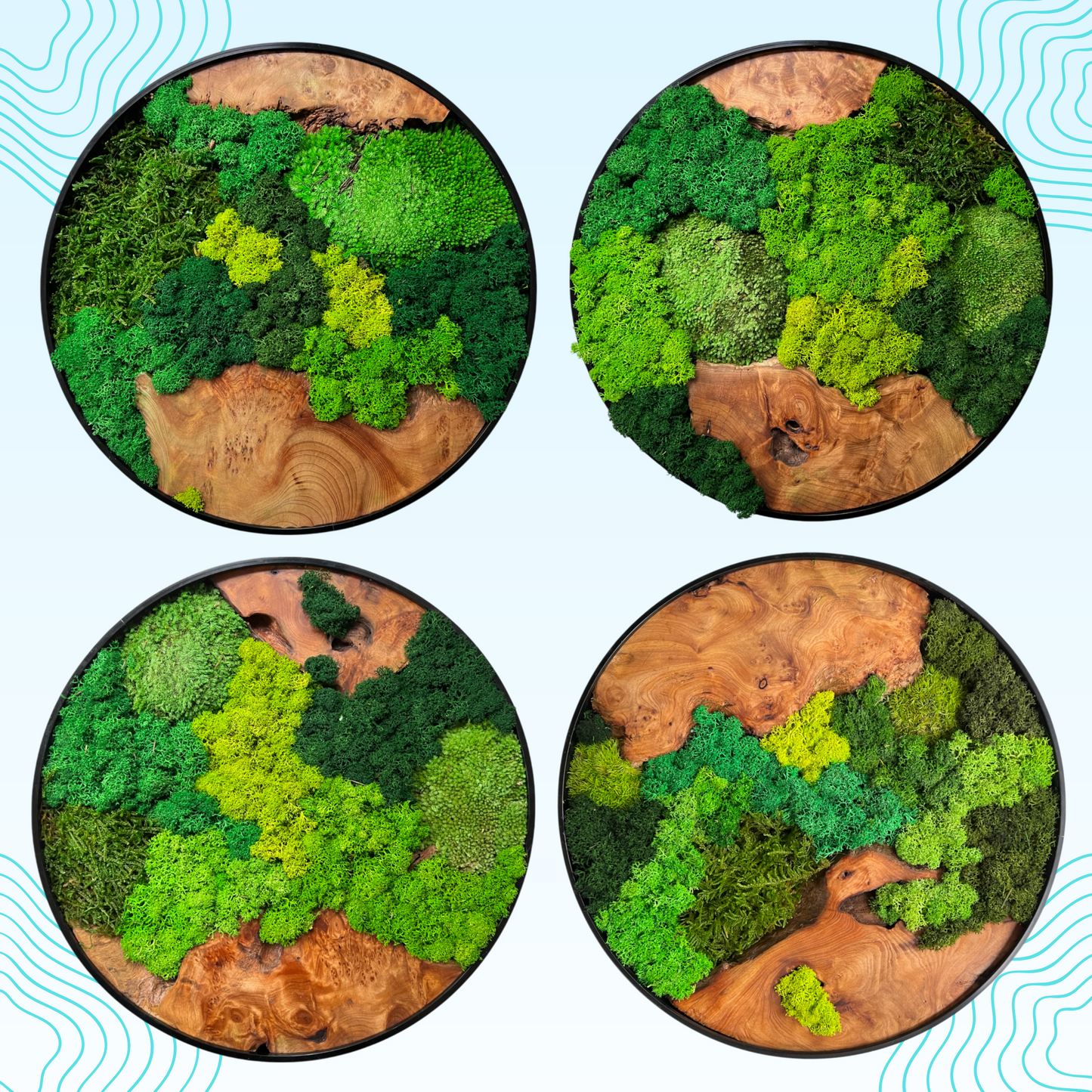 Collection of Round Cedar Wood Moss Wall Art Pieces - Natural Variations in Greenery and Wood Texture