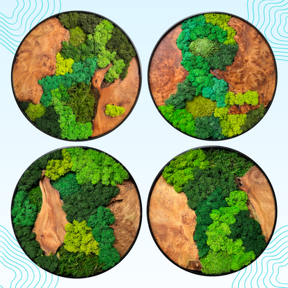 Collection of Round Cedar Wood Moss Wall Art Pieces - Natural Variations in Greenery and Wood Texture